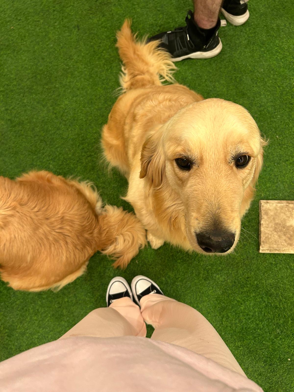 ThePawz: o seară magică cu golden retrieveri