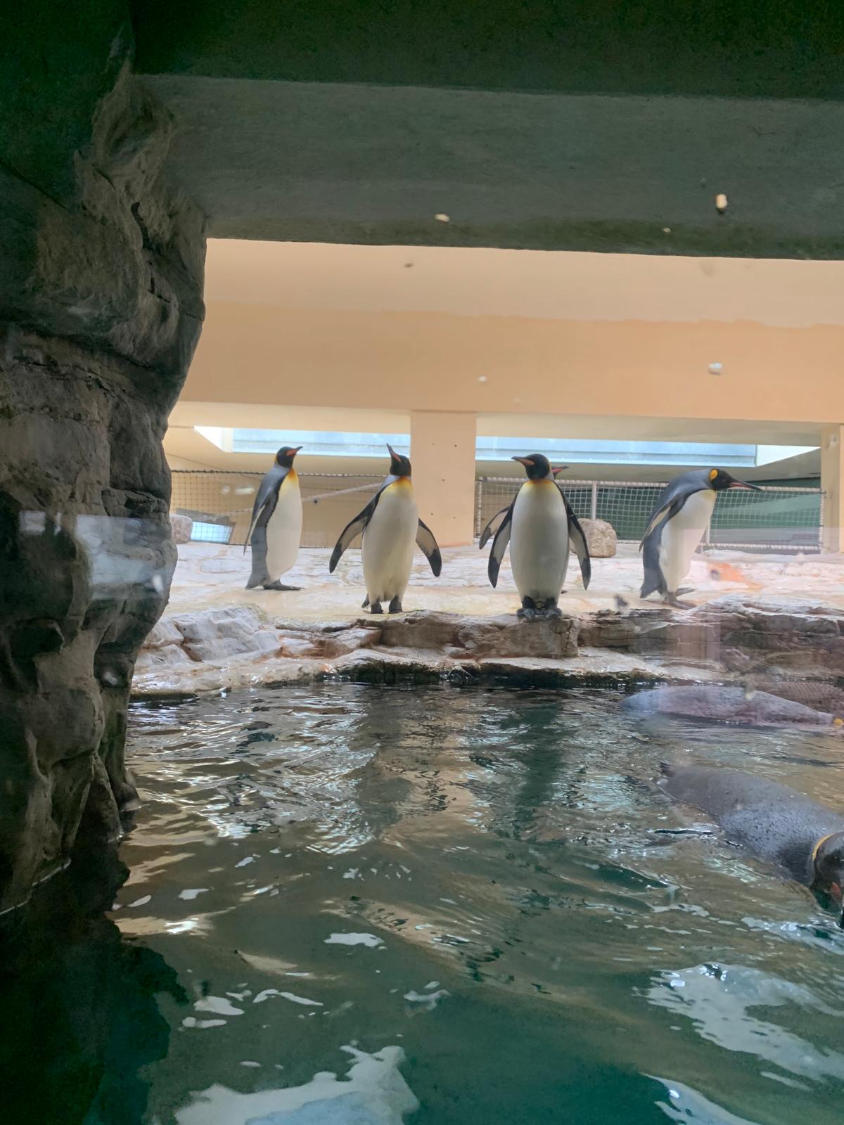 Ghidul tău pentru Grădina Zoologică din Viena